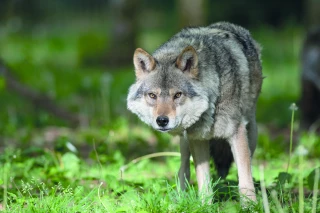Future réglementation loup : donnez votre avis avant le 19 décembre