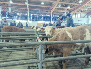 La réouverture du marché aux veaux est prévue le 5 janvier