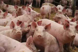 Peste porcine : quels sont les bons réflexes pour protéger les élevages ? 
