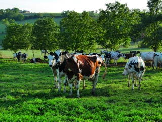 Comment conserver la qualité des fromages ? 