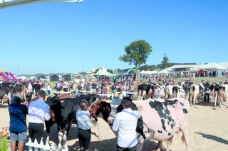 De la vache laitière aux savoir-faire locaux : comment la Fête du lait fédère les territoires de la Loire ?