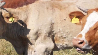 DNC : comment démêler le vrai du faux