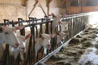 Génétique, IA et lactation longue : comment le Gaec du Lautaret optimise la production de ses chèvres Saanen ?