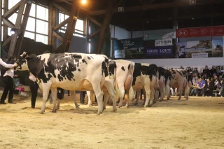 Holstein Passion 42 : des concours et des projets