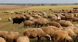 Les ovins et bovins viande sont les plus dépendants des aides Pac