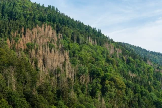 Les hommes et la forêt, quelle histoire !