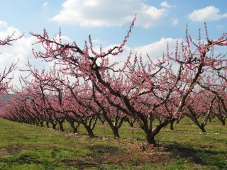 Arboriculture : s'adapter aux contraintes de production