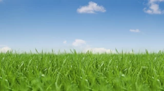 Des conditions météo favorables à la croissance de l’herbe