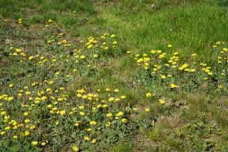 Les plantes bio-indicatrices à la rescousse