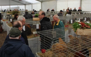 850 animaux à plumes et à poils présents au comice de Feurs