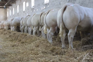 Des bovins de boucherie en nombre croissant à Feurs 