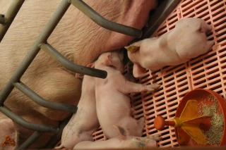 « La production porcine a de l’avenir »