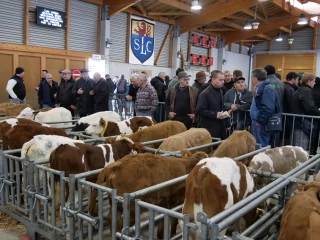 Le marché veaux, garant de prix stables