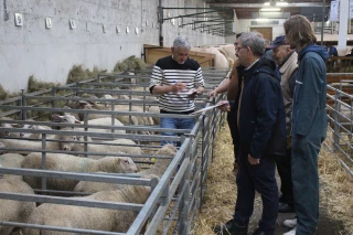 Comice de Feurs : un concours ovin de haute qualité et des ventes fructueuses