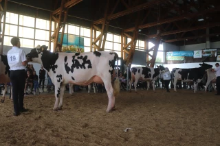 L'Adpel invite les éleveurs à vacciner contre la FCO et la MHE