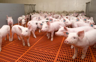Antibiotiques : la consommation mondiale revue à la hausse