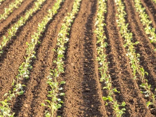 Biocontrôle : rebond des ventes sur le marché français