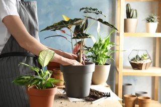 Les plantes dépolluantes sont-elles vraiment efficaces ? 