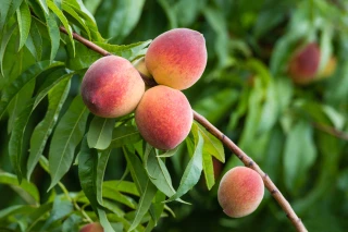 Moins de pêches et nectarines : L’Europe annonce une récolte en baisse