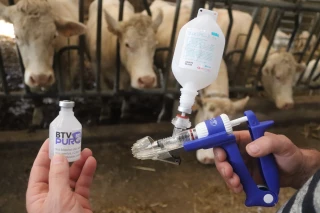 FCO et MHE : la vaccination protège les animaux et facilite le commerce