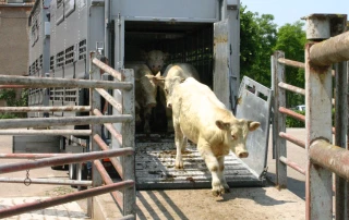 MHE : conditions aux mouvements des animaux