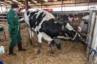 Renouvellement des éleveurs et relance de la filière : le plan d’action de la filière lait Alpes Massif central