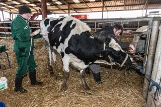 Renouvellement des éleveurs et relance de la filière : le plan d’action de la filière lait Alpes Massif central