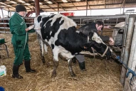 Renouvellement des éleveurs et relance de la filière : le plan d’action de la filière lait Alpes Massif central