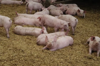 La peste porcine africaine est aux portes de la France