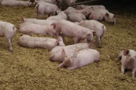 La peste porcine africaine est aux portes de la France
