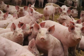 L’élevage porcin reste une filière d’avenir