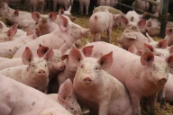 L’élevage porcin reste une filière d’avenir