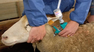 Ovins : des doses gratuites de vaccin contre la FCO-8