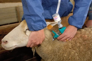 Ovins : des doses gratuites de vaccin contre la FCO-8