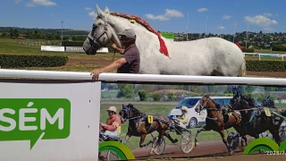 Chevaux de trait : la qualité plutôt que la quantité lors du concours départemental de la Loire