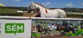 Chevaux de trait : la qualité plutôt que la quantité lors du concours départemental de la Loire