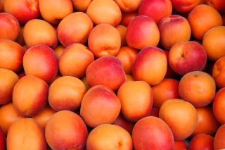 Fruits à noyau : une campagne 2025 contrastée