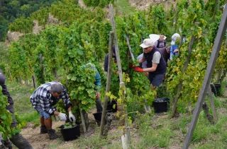 Vendanges : comment être aidé sans tomber dans l’illégalité