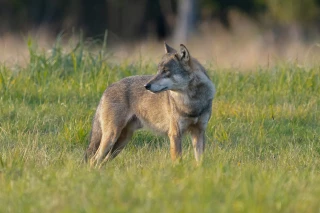 Loup dans la vallée du Gier : passage ou installation ?