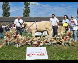 Concours national charolais : la Loire sur le podium