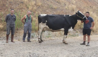 Gaec des Planets : associer production, longévité et morphologie des vaches laitières