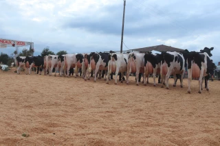 Race Prim'holstein : la « symbiose » au service de l’excellence