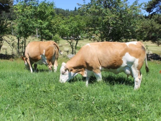 Race Simmental : un challenge dématérialisé entre élevages