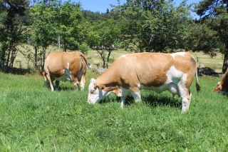 Race Simmental : un challenge dématérialisé entre élevages