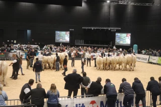 La Fête du charolais ne peut pas se tenir en raison de la DNC