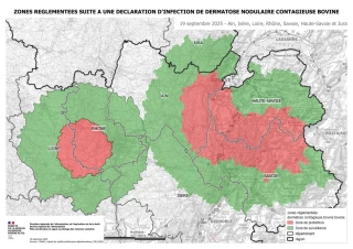 Dermatose nodulaire contagieuse dans la Loire : quelles sont les mesures à respecter ?