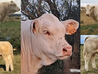Découvrez les animaux de la vente Ajec 2025