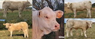 Découvrez les animaux de la vente Ajec 2025