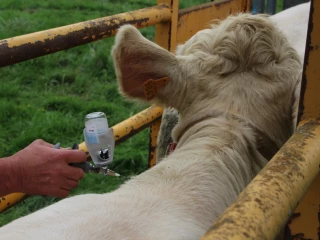 La vaccination bat son plein dans la Loire