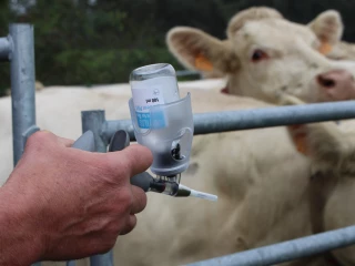 Vaccination contre la DNC dans la Loire : « Une entraide belle à voir »